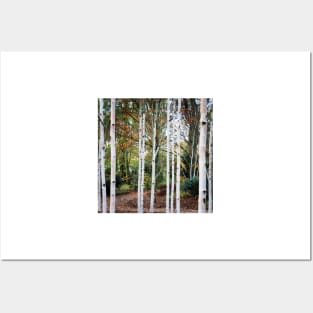 Birch trees Posters and Art